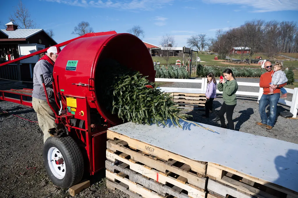 A farm worker feeding a cut evergreen through a tree baler beside a stack of pallets.
