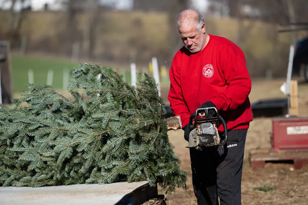 A farm worker trimming fresh-cut evergreen boughs beside a work table.
