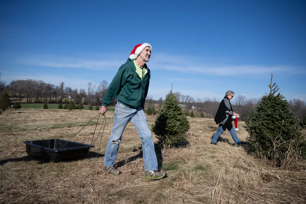 A visitor hauling a cut evergreen on a cart across the farm field on a bright winter day.