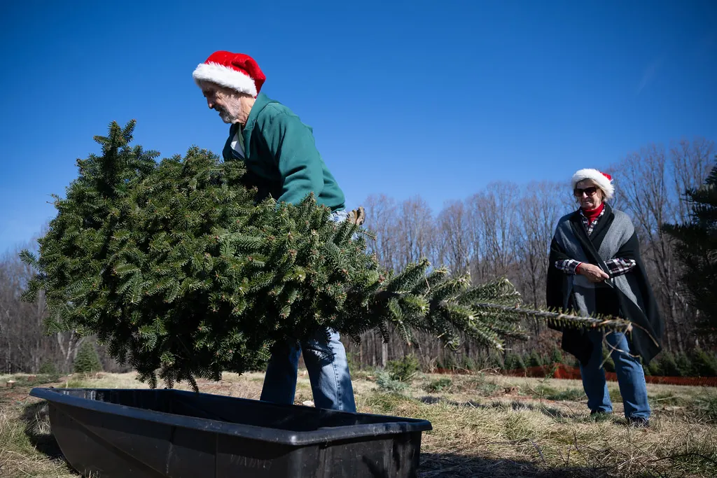 Two people lifting a freshly cut evergreen onto a tree cart in an open field.